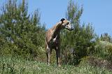 GREYHOUND 144